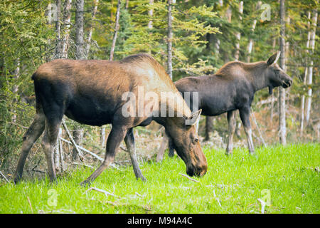 Eine weibliche Kuh Elche einen Moment Pause Kontrolle Umgebung nimmt während der beweidung mit Kalb Stockfoto