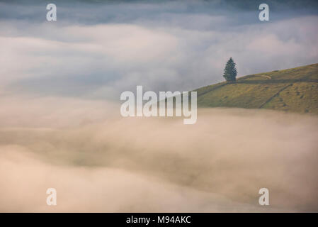 Einsamer Baum auf einem hohen Hügel durch Nebel und Dunst bei Sonnenaufgang in der Bukowina Region Rumänien umgeben Stockfoto