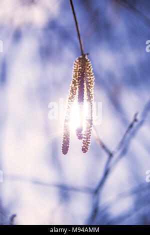 Haselnuss Blüte im Gegenlicht Stockfoto