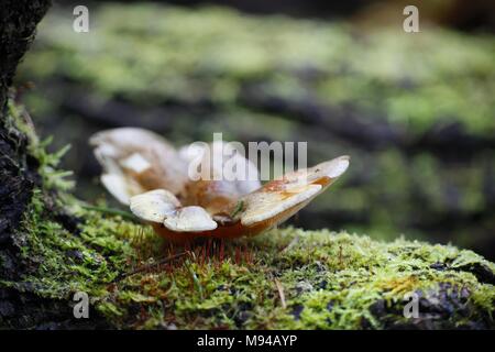 Spät oyster Mushroom, Panellus serotinus, wilde Pilze aus Finnland Stockfoto