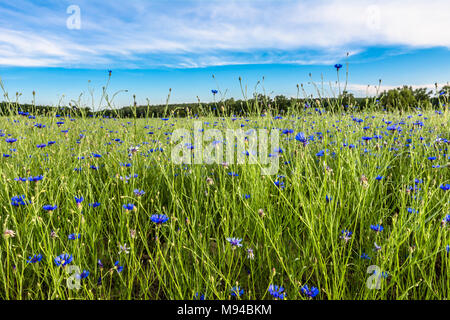 Blaue kornblumen Feld Landschaft, ländliche Gebiet im Sommer, Landschaft Stockfoto