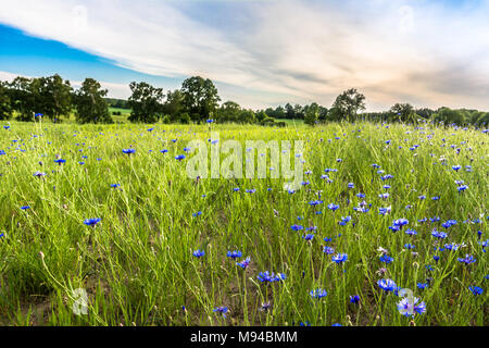 Blaue kornblumen Feld Landschaft, ländliche Gebiet im Sommer, Landschaft Stockfoto