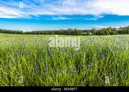 Blaue kornblumen Feld Landschaft, ländliche Gebiet im Sommer, Landschaft Stockfoto