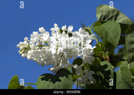 Weisser Flieder, Syringa vulgaris Stockfoto