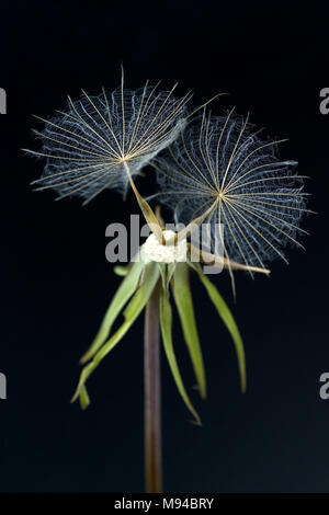 Wiesen-Bocksbart, tragopogon Pratensis, Samenstand Stockfoto