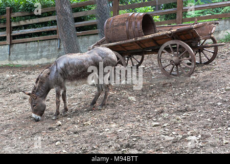 Gelendschik, die Region Krasnodar, Russland - 15 Juli 2015: Esel in der Safari Park der Stadt Gelendschik Stockfoto