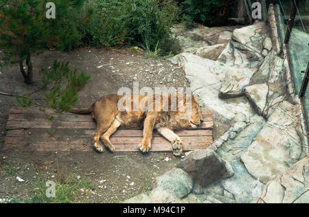 Gelendschik, die Region Krasnodar, Russland - 15 Juli 2015: Sleeping Lion in Safari Park Gelendschik Resort Stockfoto