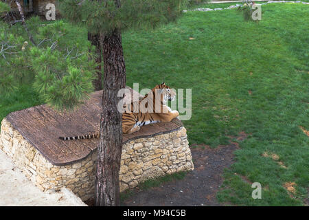 Gelendschik, die Region Krasnodar, Russland - 15 Juli 2015: Tiger liegend auf einem Sockel in der Voliere Safari Park Stadt Gelendschik Stockfoto