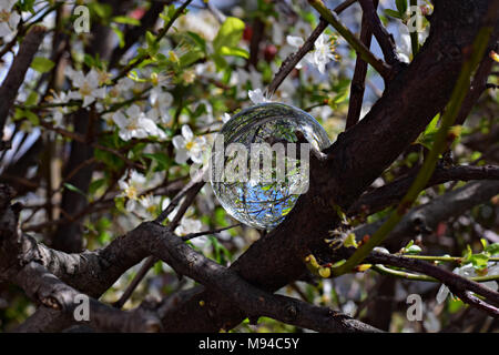 Kristall/glas kugel am Baum whit schöne Blüte Mandel Blumen nieder Stockfoto