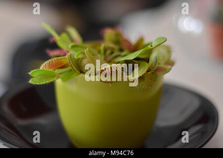 Venusfliegenfalle im Blumentopf am schwarzen Platte/Insektenfänger Stockfoto