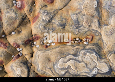 Ssedimentary Felsen (Carmelo Bildung) bei Weston Beach. Pt Lobos State Reserve, CA, USA, von Dominique Braud/Dembinsky Foto Assoc Stockfoto