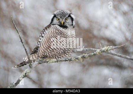 Northern Hawl Owl (Surnia Ulula), St. Louis County, MN, USA, Januar, von Dominique Braud/Dembinsky Foto Assoc Stockfoto