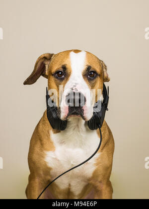 Hund mit Kopfhörern. Studio Portrait von Staffordshire Terrier Welpe in neutralen Hintergrund mit Ohrhörer posing Stockfoto