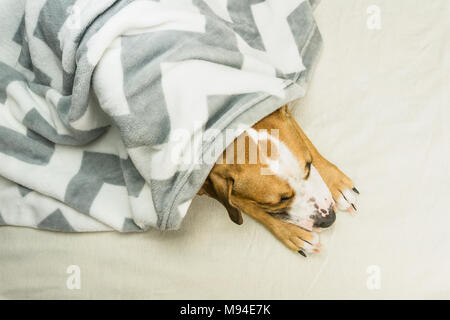 Faul oder kranken Hund entspannen und schlafen in sauberen weißen Decke werfen. Sleepy Staffordshire Terrier Welpe in Plaid ruht im Innenbereich ordentlich m abgedeckt Stockfoto