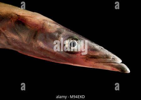 Eine größere launce oder größer Sandaal, Hyperoplus lanceolatus, auf der Stange und Feder mit Makrelen Köder von Chesil Beach in DorsetEngland UK gefangen Stockfoto