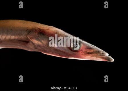 Eine größere launce oder größer Sandaal, Hyperoplus lanceolatus, auf der Stange und Feder mit Makrelen Köder von Chesil Beach verfangen in Dorset EnglandUK Stockfoto