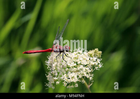 Männliche ruddy darter Dragonfly (Sympetrum sanguineum) über Kuh Petersilie an Wicken Fen National Nature Reserve, Cambridgeshire, England thront. Stockfoto