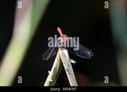 Männliche ruddy darter Dragonfly (Sympetrum sanguineum) auf ein Rohr an Wicken Fen National Nature Reserve, Cambridgeshire, England thront. Stockfoto