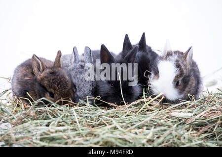 Fünf junge Kaninchen sitzen im Heu, in einer Reihe, auf weißem Hintergrund. Stockfoto