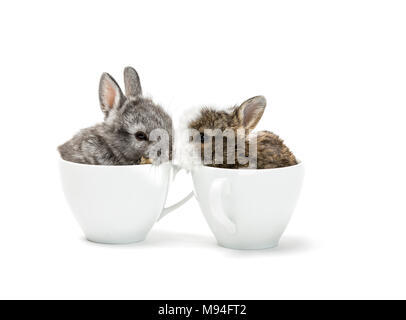 Zwei junge Kaninchen in Kaffeetassen sitzen. Stockfoto