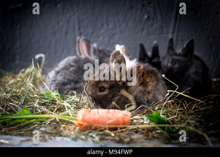 Junge Kaninchen in ihren Käfig zu Hause. Stockfoto