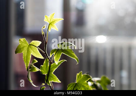 Efeu Leuchten in der Sonne Stockfoto