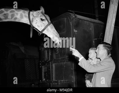 Vater und Sohn einer Giraffe in einem Zirkus Zug in Georgien, Ca. 1953. Stockfoto