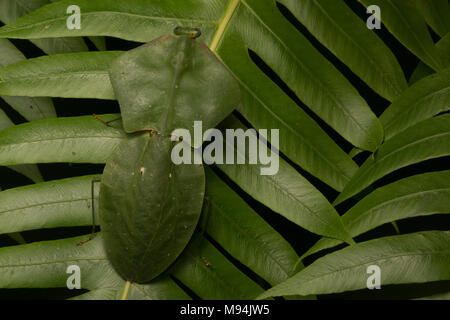 Ein Schild oder Blatt Mantis (Choeradodis Arten) setzt auf seine erstaunliche Camouflage, mit Pflanzen und verdeckt zu mischen. Stockfoto