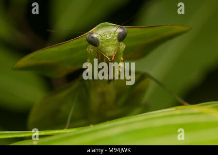 Ein Schild oder Blatt Mantis (Choeradodis Arten) setzt auf seine erstaunliche Camouflage, mit Pflanzen und verdeckt zu mischen.