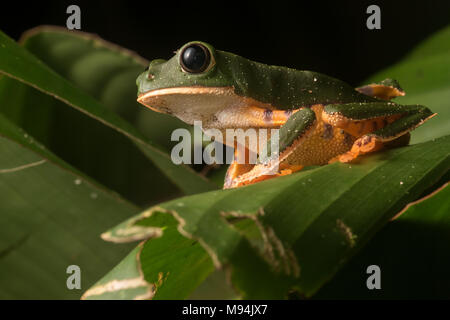 Ein Tiger legged leaf Frog (Phyllomedusa tomopterna) aus den peruanischen Dschungel, diese schönen Frösche verbringen ihre ganze Zeit oben in den Bäumen. Stockfoto