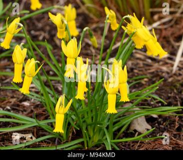 Cyclamen Narzisse in Blüte im Frühjahr Stockfoto