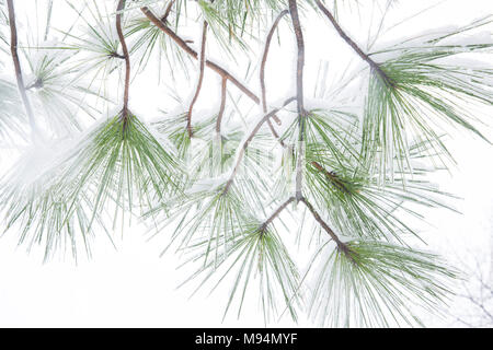 Washington, USA. 21. März, 2018. Der Schnee Pine Tree Niederlassungen in Washington DC. Quelle: Tim Braun/Alamy leben Nachrichten Stockfoto