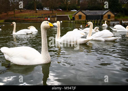 Roundhay Park, Leeds. 22 Mär, 2018. UK Wetter: 22. März 2018 Ein einsamer Singschwan heraus hängen mit den regelmäßigen Höckerschwäne an roundhay Park in Leeds auf Waterloo See. Singschwänen sind vor allem im Winter Besucher aus Island, die von Oktober bis März, die eine über den Winter Bevölkerung von rund 11000 Vögel mit 23 Bekannten passende Paare bilden die Rasse eine gelbe Liste Liste 1 aufgeführten Vogel gesehen werden kann. Credit: Andrew Gardner/Alamy leben Nachrichten Stockfoto