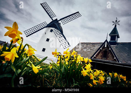 Lytham St. Annes, England. 22. März 2018. Narzissen kommen um das weiße Windmühle in Lytham St Annes, wie Frühling endlich kommt. Credit: Andrew Stannard/Alamy leben Nachrichten Stockfoto