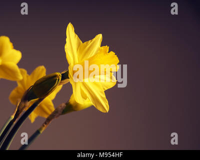 Schöne Narzissen auf einem dunklen Hintergrund mit Platz für Text oder Bild Stockfoto