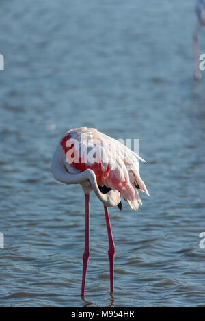 Die rosa Flamingo in einem Profil im Wasser, Frankreich, Camargue Stockfoto