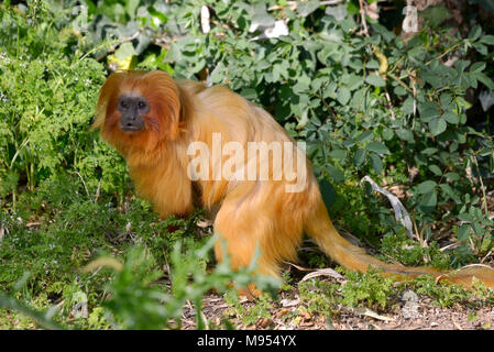 Golden lion tamarin oder golden marmoset (Leontopithecus Rosalia) auf dem Boden der Pflanzen Stockfoto