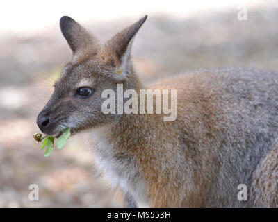 Closeup Wallaby Bennet oder Red-necked Wallabies (Macropus Rufogriseus) Blätter zu essen Stockfoto