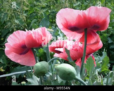 Eine blousy Rosa und Rot opium Poopy zeigt es Farben und samenköpfe vor dem Hintergrund von Brennnesseln. Stockfoto