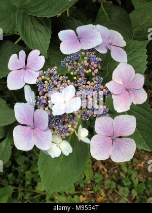 Ein Pink Hydrangea zeigt einen blauen Farbton zu ihrer Blüten vor der Öffnung, zeigt einige Aluminium im Boden. Stockfoto