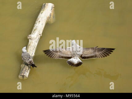 Eine Möwe Landung auf einem Baumstamm floating in einem Fluss. Stockfoto