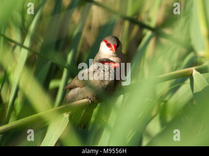 Ein paar waxbills durch langes Gras gesehen. Stockfoto