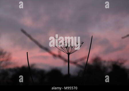 Die Skelettreste von Kuh Petersilie sind gegen eine rosa und lila Himmel in Suffolk UK Silhouette Stockfoto