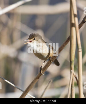 Teichrohrsänger, Acrocephalus scirpaceus, in ein Rohr Bett singen Stockfoto