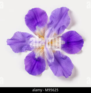 Wunderschöne trendige abstrakte fantastische Lila iris Blumen auf weißem Hintergrund, Nahaufnahme, flach Stockfoto