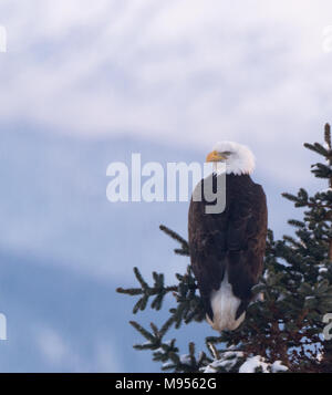 Ein Weißkopfseeadler sitzen auf einem Spruce Tree schaut über ihre Schulter. Stockfoto