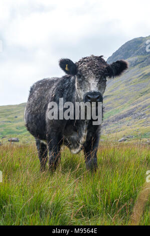 Blau Grau Farren Beweidung auf den Ausläufern des Scafell Pike, den Lake District, England's höchster Berg durch das nationale Vertrauen besessen. Stockfoto