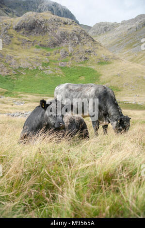 Blau Grau Farren Beweidung auf den Ausläufern des Scafell Pike, den Lake District, England's höchster Berg durch das nationale Vertrauen besessen. Stockfoto