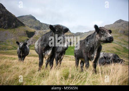 Blau Grau Farren Beweidung auf den Ausläufern des Scafell Pike, den Lake District, England's höchster Berg durch das nationale Vertrauen besessen. Stockfoto