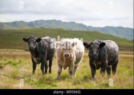 Blau Grau Farren Beweidung auf den Ausläufern des Scafell Pike, den Lake District, England's höchster Berg durch das nationale Vertrauen besessen. Stockfoto